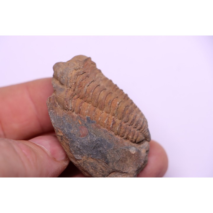 Colpocoryphe Rouaulti - Llandelien -  Britanny, FRANCE