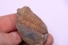 Colpocoryphe Rouaulti - Llandelien - Britanny, FRANCE