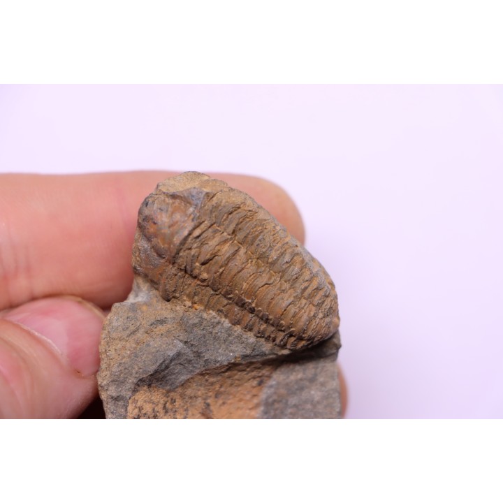 trilobite de Bretagne: Colpocoryphe Rouaulti - Llandelien - Laillé, Guichen (35) - FRANCE