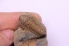 Colpocoryphe Rouaulti - Llandelien -  Britanny, FRANCE