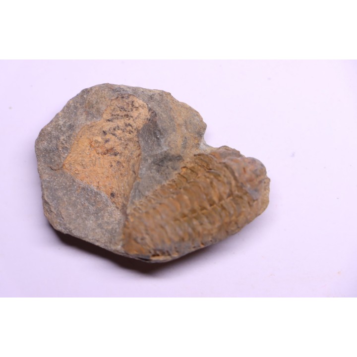 trilobite de Bretagne: Colpocoryphe Rouaulti - Llandelien - Laillé, Guichen (35) - FRANCE