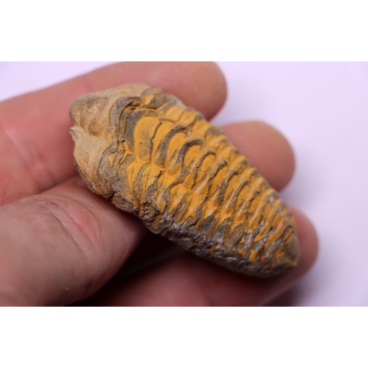 Colpocoryphe Rouaulti - Llandelien -  Britanny, FRANCE