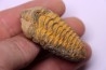 trilobite de Bretagne: Colpocoryphe Rouaulti - Llandelien - Laillé, Guichen (35) - FRANCE