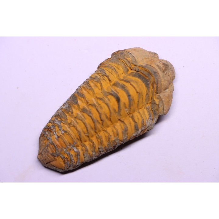 trilobite de Bretagne: Colpocoryphe Rouaulti - Llandelien - Laillé, Guichen (35) - FRANCE