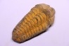 trilobite de Bretagne: Colpocoryphe Rouaulti - Llandelien - Laillé, Guichen (35) - FRANCE