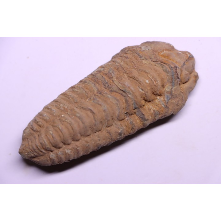 trilobite de Bretagne: Colpocoryphe Rouaulti - Llandelien - Bain (35) FRANCE