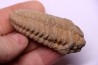 Colpocoryphe Rouaulti - Llandelien -  Britanny, FRANCE
