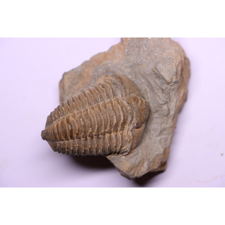 Colpocoryphe Rouaulti - Llandelien -  Britanny, FRANCE