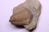 Colpocoryphe Rouaulti - Llandelien - Britanny, FRANCE