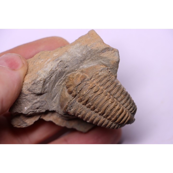 trilobite de Bretagne: Colpocoryphe Rouaulti - Llandelien - Laillé, Guichen (35) - FRANCE