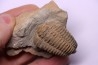 Colpocoryphe Rouaulti - Llandelien - Britanny, FRANCE
