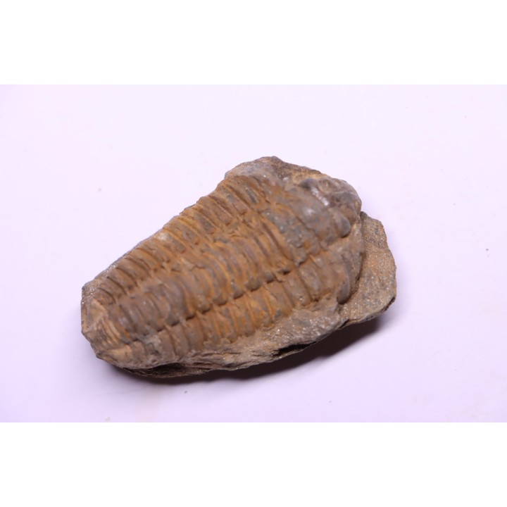 trilobite de Bretagne: Colpocoryphe Rouaulti - Llandelien - Laillé, Guichen (35) - FRANCE