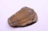 Colpocoryphe Rouaulti - Llandelien - Britanny, FRANCE