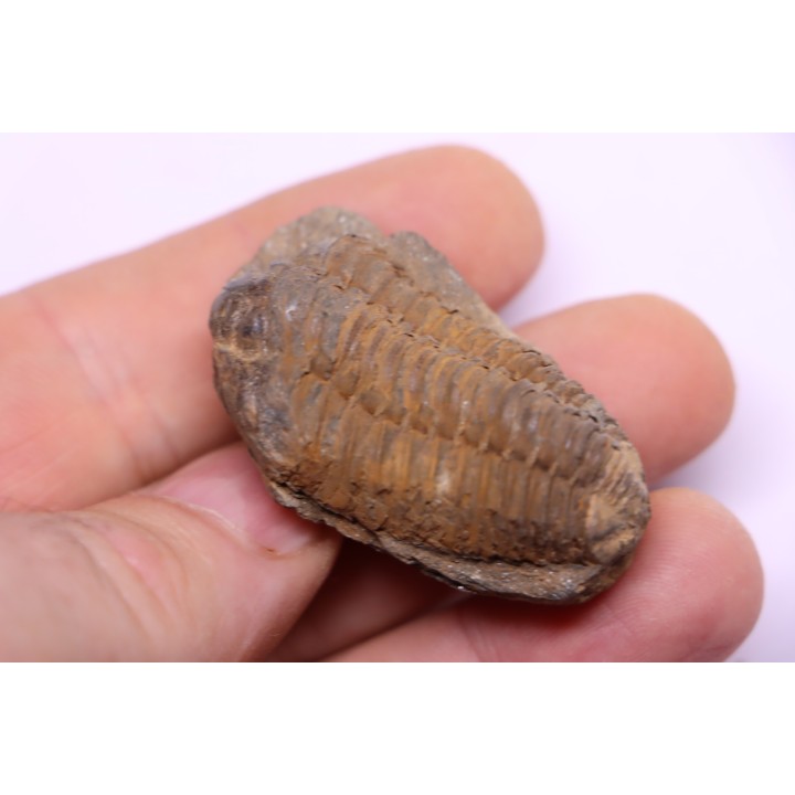 Colpocoryphe Rouaulti - Llandelien -  Britanny, FRANCE