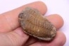 Colpocoryphe Rouaulti - Llandelien - Britanny, FRANCE