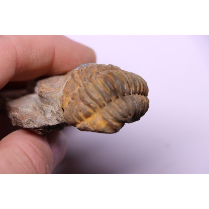 trilobite de Bretagne: Colpocoryphe Rouaulti - Llandelien - Laillé, Guichen (35) - FRANCE