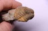 Colpocoryphe Rouaulti - Llandelien - Britanny, FRANCE