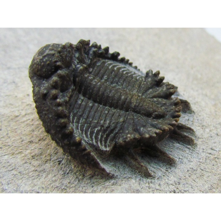 Akantharges mbareki