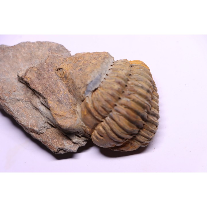 trilobite de Bretagne: Colpocoryphe Rouaulti - Llandelien - Laillé, Guichen (35) - FRANCE