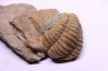 Colpocoryphe Rouaulti - Llandelien - Britanny, FRANCE