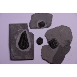 Collection de 4 TRILOBITES:   Calymene niagarensis - Silurien - Rodchester shale - New York  USA