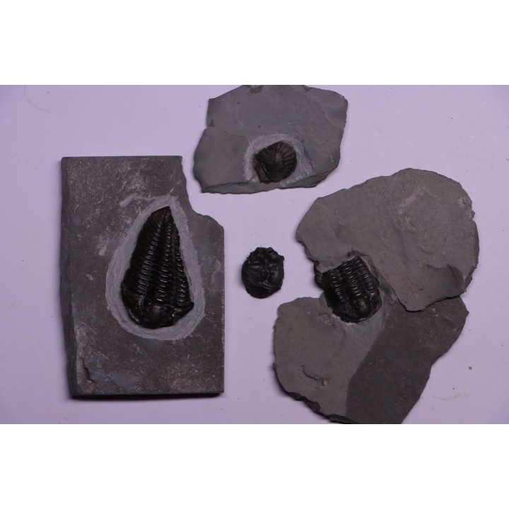 Collection de 4 TRILOBITES:   Calymene niagarensis - Silurien - Rodchester shale - New York  USA