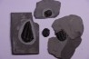 Collection of 4 TRILOBITES:  Calymene niagarensis - Silurian - Rodchester shale - New York