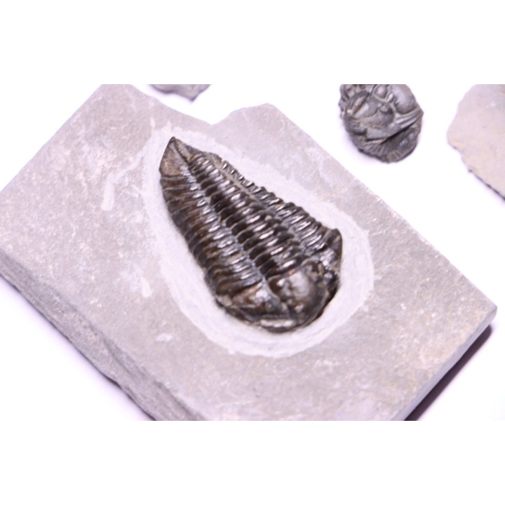 Collection of 4 TRILOBITES:  Calymene niagarensis - Silurian - Rodchester shale - New York