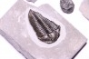 Collection de 4 TRILOBITES:   Calymene niagarensis - Silurien - Rodchester shale - New York  USA