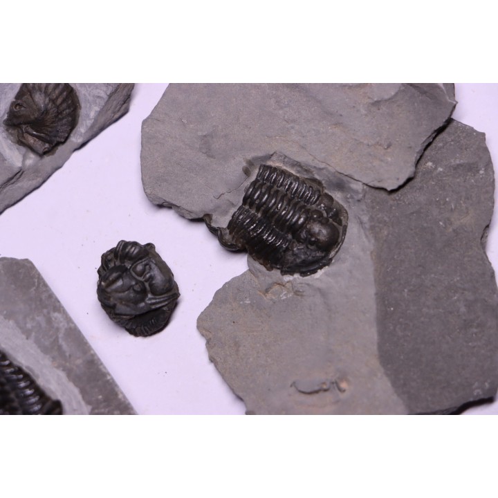 Collection of 4 TRILOBITES:  Calymene niagarensis - Silurian - Rodchester shale - New York