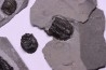 Collection de 4 TRILOBITES:   Calymene niagarensis - Silurien - Rodchester shale - New York  USA