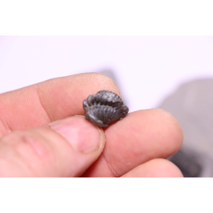 Collection of 4 TRILOBITES:  Calymene niagarensis - Silurian - Rodchester shale - New York