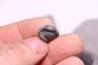 Collection de 4 TRILOBITES:   Calymene niagarensis - Silurien - Rodchester shale - New York  USA