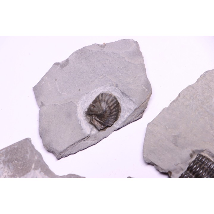 Collection de 4 TRILOBITES:   Calymene niagarensis - Silurien - Rodchester shale - New York  USA