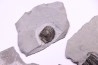 Collection de 4 TRILOBITES:   Calymene niagarensis - Silurien - Rodchester shale - New York  USA