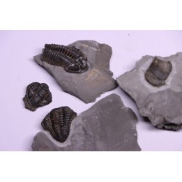 Collection of 4 TRILOBITES:  Calymene niagarensis and Bumastus ioxus - Silurian - Rodchester shale - New York