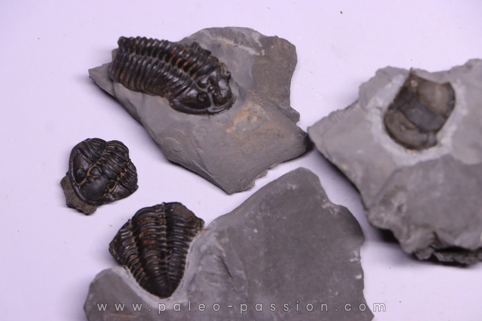Collection de 4 TRILOBITES: Calymene niagarensis et Bumastus ioxus- Silurien - Rodchester shale - New York USA