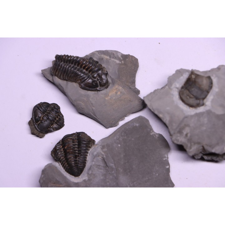 Collection de 4 TRILOBITES:   Calymene niagarensis et Bumastus ioxus- Silurien - Rodchester shale - New York  USA