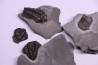 Collection of 4 TRILOBITES:  Calymene niagarensis and Bumastus ioxus - Silurian - Rodchester shale - New York