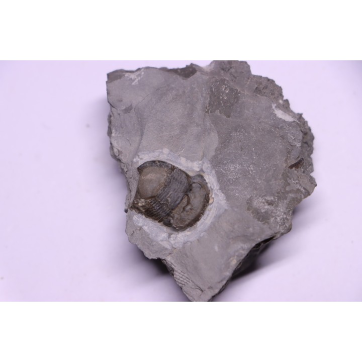 Collection of 4 TRILOBITES:  Calymene niagarensis and Bumastus ioxus - Silurian - Rodchester shale - New York