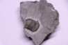 Collection de 4 TRILOBITES: Calymene niagarensis et Bumastus ioxus- Silurien - Rodchester shale - New York USA