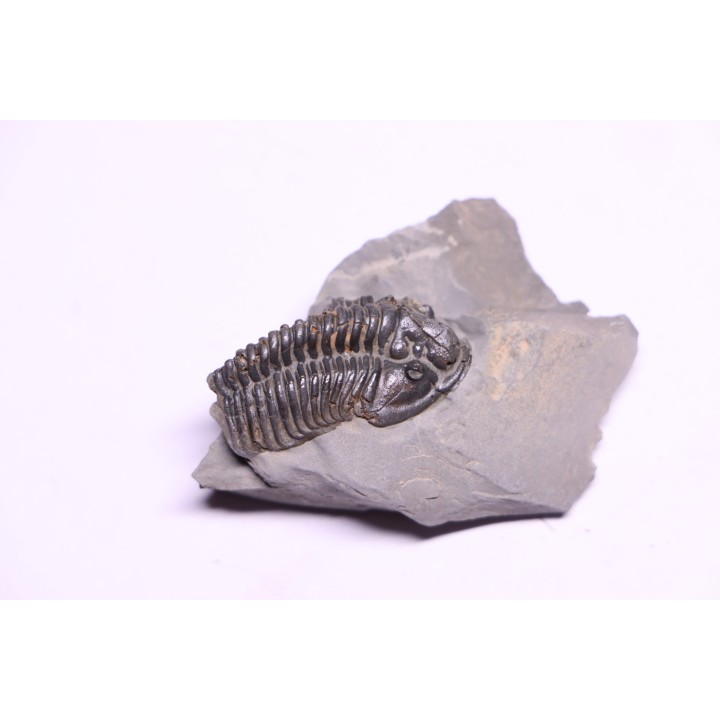 Collection of 4 TRILOBITES:  Calymene niagarensis and Bumastus ioxus - Silurian - Rodchester shale - New York