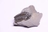 Collection de 4 TRILOBITES: Calymene niagarensis et Bumastus ioxus- Silurien - Rodchester shale - New York USA