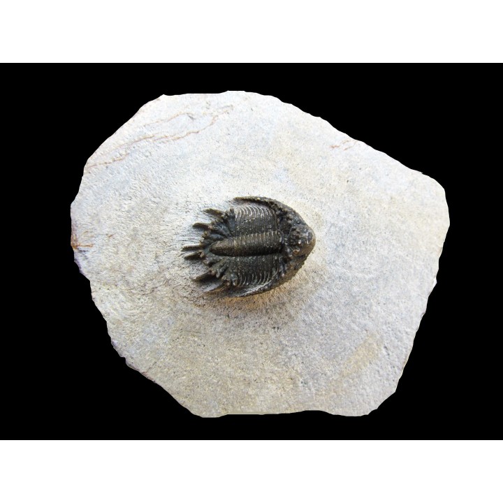 Akantharges mbareki