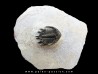 Akantharges mbareki