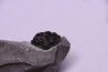 Collection de 4 TRILOBITES: Calymene niagarensis et Bumastus ioxus- Silurien - Rodchester shale - New York USA
