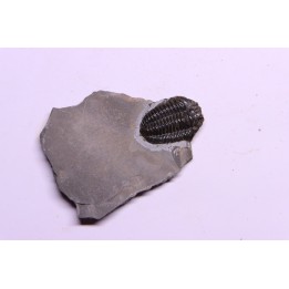 Calymene niagarensis - Silurian - Rodchester shale - New York