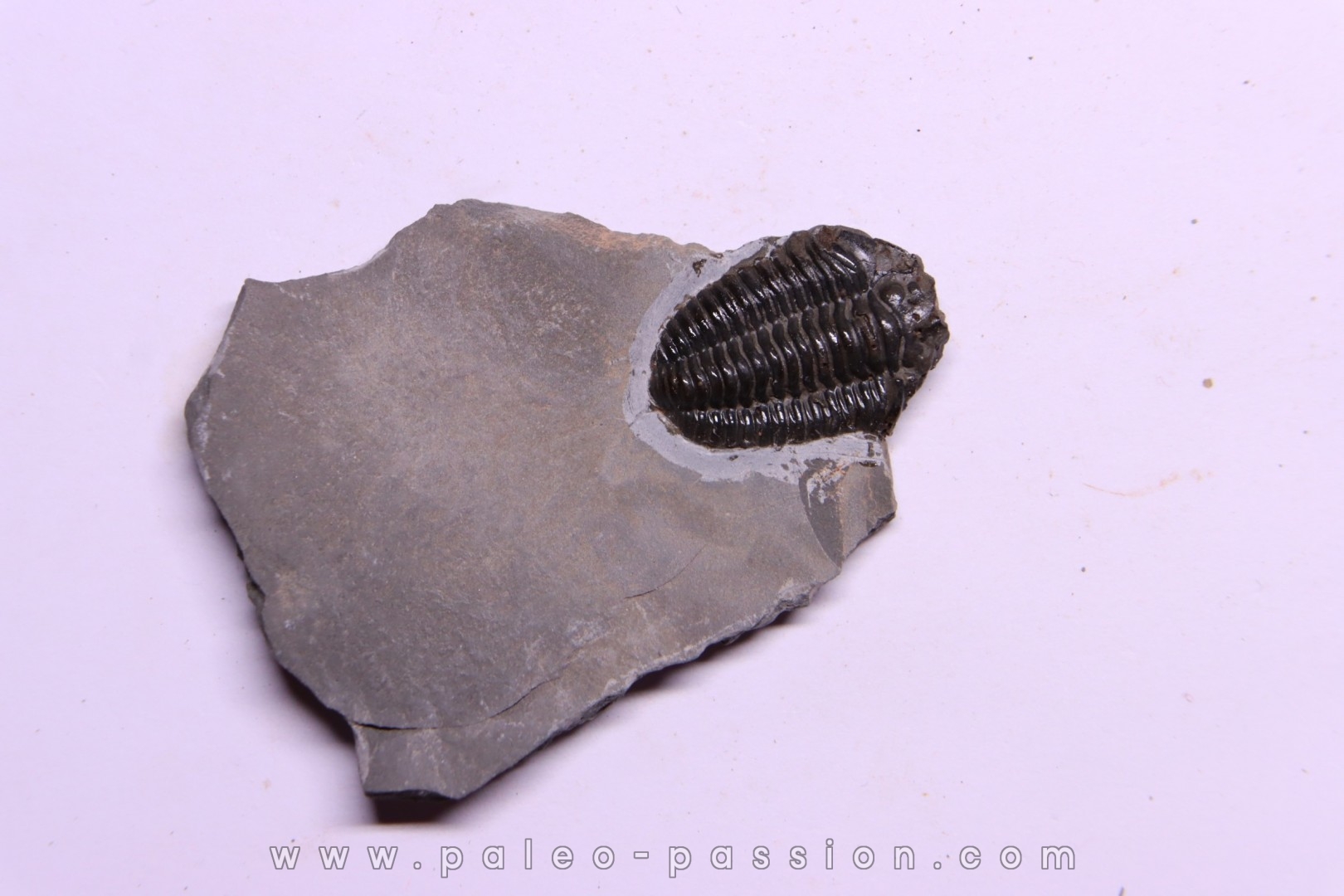 Calymene niagarensis - Silurien - Rodchester shale - New York USA