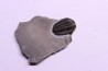 Calymene niagarensis - Silurian - Rodchester shale - New York