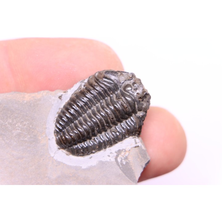 Calymene niagarensis - Silurian - Rodchester shale - New York